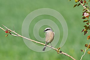 Red-backed Shrike Lanius collurio