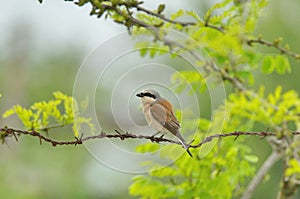 Red-backed Shrike Lanius collurio