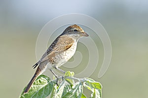 Red-backed Shrike Lanius collurio