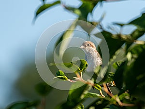 Red-backed Shrike Lanius collurio