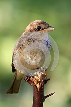 Red - backed Shrike ( Lanius collurio )