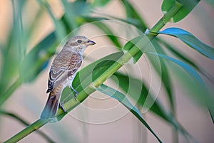 Red-backed Shrike - Lanius collurio