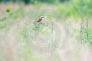 Red-backed shrike Lanius collurio