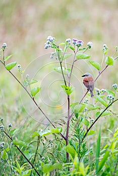 Red-backed shrike Lanius collurio