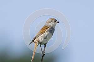 The red-backed shrike (Lanius collurio)