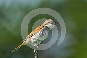 The red-backed shrike (Lanius collurio)