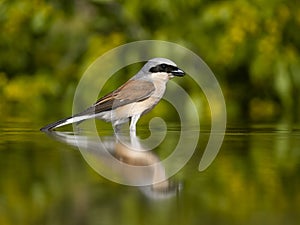 Red-backed shrike, Lanius collurio