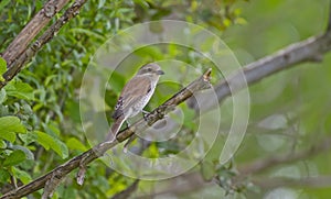 Red-backed Shrike (Lanius collurio)