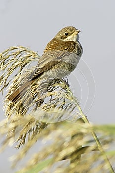 Red-backed Shrike / Lanius collurio