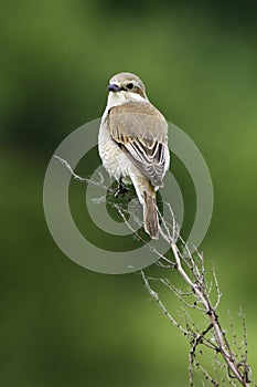 Red-backed Shrike / Lanius collurio