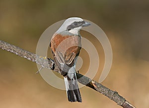 Red-backed shrike (Lanius collurio)