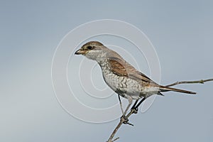 Red-backed shrike (Lanius collurio).