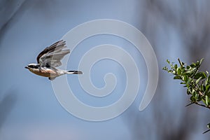 Red-backed shrike, Lanius collurio