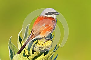The Red-backed shrike Lanius collurio adult male