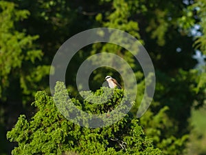 Red-backed shrike or Lanius collurio adult male close-up portrait on top of tree, selective focus, shallow DOF