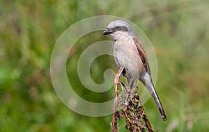 Red-backed shrike, Lanius collurio. An adult male sits on a branch in the early morning. He hunts