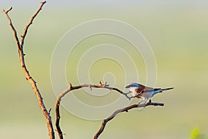 Red-backed Shrike, Lanius collurio bird