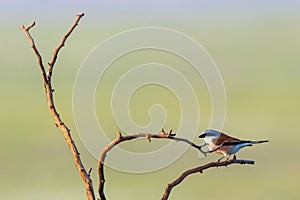 Red-backed Shrike, Lanius collurio bird