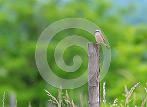 Red backed shrike, Lanius collurio, bird in nature, Switzerland photo