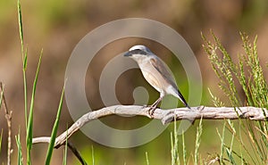 Red-backed shrike, lanius collurio. The bird sits on an old branch. Male close up