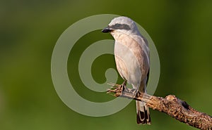 Red-backed shrike, Lanius collurio. A bird sits on an old broken branch. Beautiful green background, pleasant bokeh