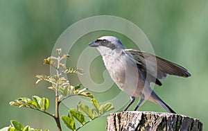 Red-backed shrike, Lanius collurio. A bird sits on a stump near a young tree and flaps its wings