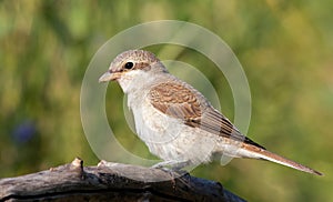 Red-backed shrike, Lanius collurio. A bird sits on a thick branch against a blurry green background