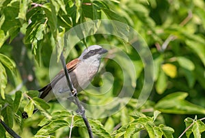 Red-backed shrike, lanius collurio. A bird sits on a tree branch