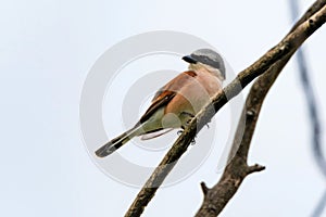 Red-backed Shrike or Lanius collurio on branch