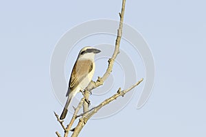 Red-backed Shrike (Lanius collurio) on branch