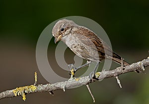 Red-backed shrike (Lanius collurio)