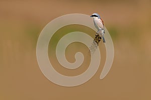 The red-backed shrike - Lanius collurio is a carnivorous passerine bird and member of the shrike family Laniida