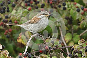 Red-backed shrike (Lanius collurio) with a Devils Coach horse Beetle (Ocypus olens).