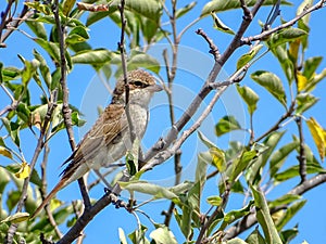 Red-backed Shrike Lanius collurio, female, perched on a tree branch