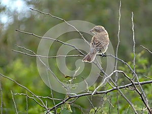 Red-backed Shrike Lanius collurio, female, perched on a tree branch