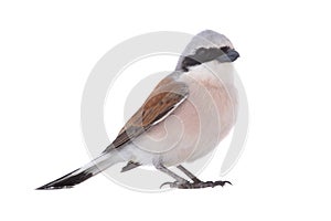 Red-backed Shrike Lanius collurio