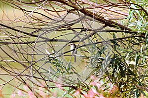 Red-backed shrike (Lanius collurio, juv)