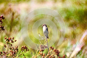 Red-backed shrike (Lanius collurio, juv)