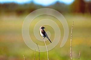 Red-backed shrike (Lanius collurio, juv)