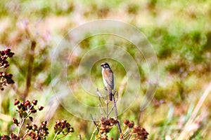 Red-backed shrike (Lanius collurio, juv)