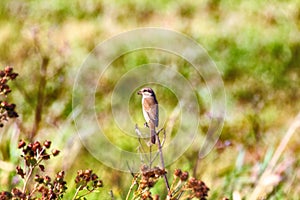 Red-backed shrike (Lanius collurio, juv)