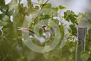 red-backed shrike (Lanius collurio), male, Germany, Baden-Wuerttemberg