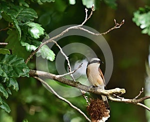 Red-backed shrike - Lanius collurio male sitting on a branch
