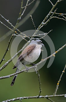 Red-backed Shrike Lanius collurio male in tree