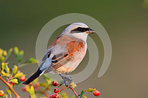 Red-backed shrike (Lanius Collurio)