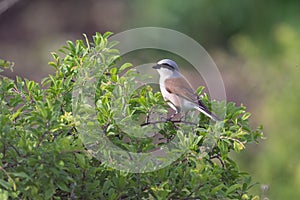 Red-backed Shrike Lanius collurio perched on a tree branch