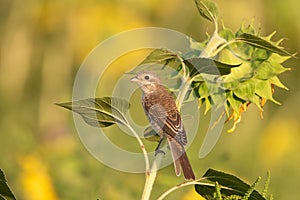 Red-backed Shrike Lanius collurio perching on a sunflower