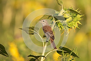 Red-backed Shrike Lanius collurio perching on a sunflower