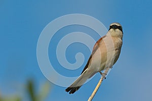 Red-backed Shrike & x28;Lanius collurio& x29; on a Reed