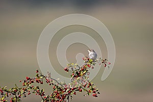 Red-backed Shrike Lanius collurio resting on rosehip branch